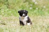 BORDER COLLIE 635